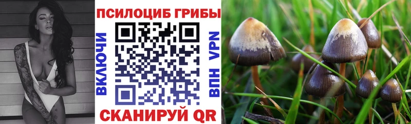 Псилоцибиновые грибы Cubensis  Купить где  Далматово 